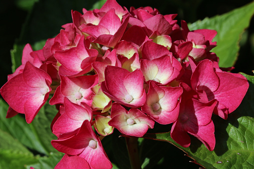 Pink mophead Hydrangea, of unknown species and variety, flowers in close up with a background of blurred leaves.