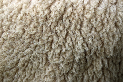 White sheep wool fleece in close up with no background and blurred at the margins.
