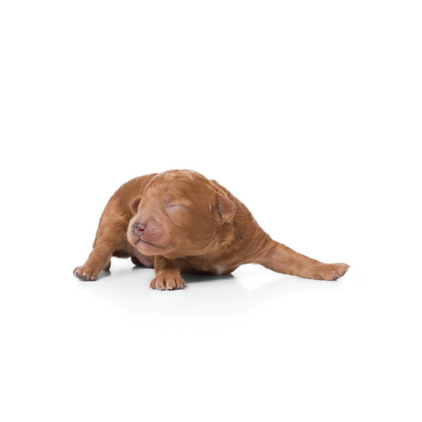 The Dogue de Bordeaux, Bordeaux Mastiff, French Mastiff or Bordeauxdog is a large French mastiff breed.