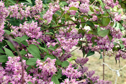 The picture shows a hybrid deutzia bush. Lilac flowers with tall panicles.