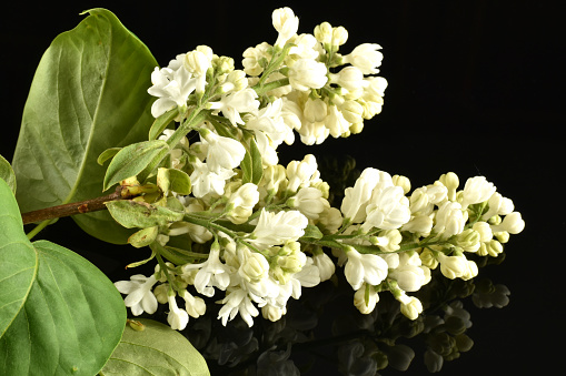 Several branches of lilac with green leaves and lush, good-smelling white flowers.