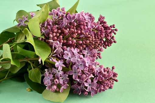 Several branches of lilac with green leaves and lush flowers.