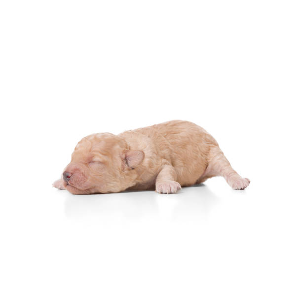 istock Toy Poodle puppy on white background 1906514810