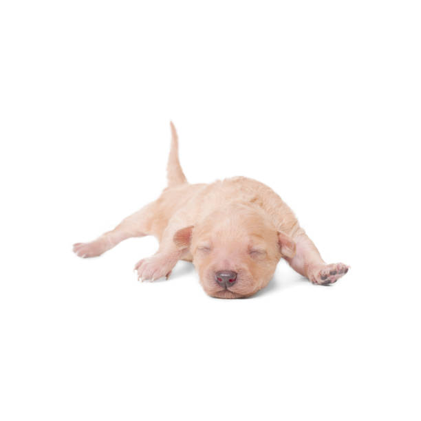 Toy Poodle puppy on white background