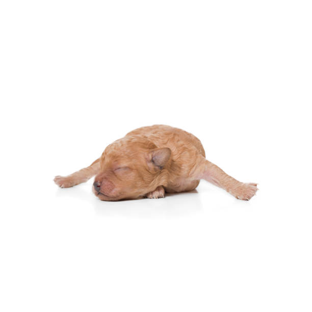 istock Toy Poodle puppy on white background 1906535479