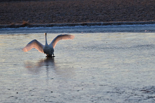 istock The arrival of swans, Utsunomiya, Tochigi 1906537533