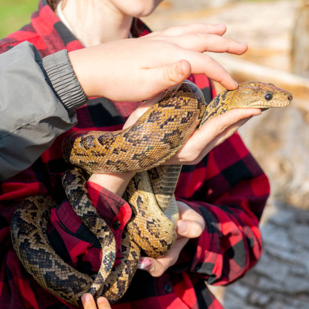 Rat snake, Elaphe sauromates