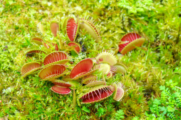 venus flycatcher is a carnivorous plant. - carnivore photos et images de collection