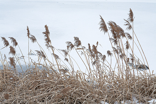 winter reed field