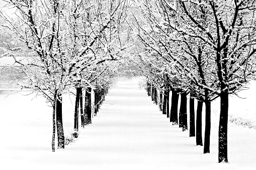 Row of tree in garden after heavy snow in winter in black and white