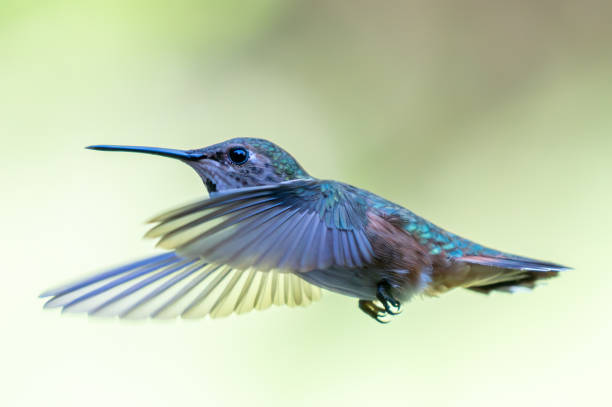 istock Closeup of a hummingbird in mid-flight 1906577707