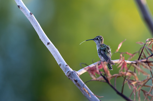 A closeup of Anna's hummingbird (Calypte anna) perched on a branch