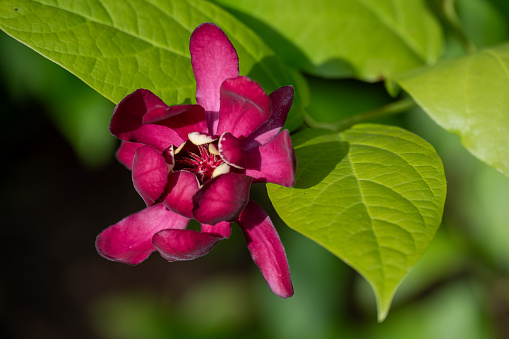 A closeup of a sweetshrub on a green shrub in sunlight