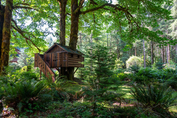 Wooden tree house nestled in a lush forest