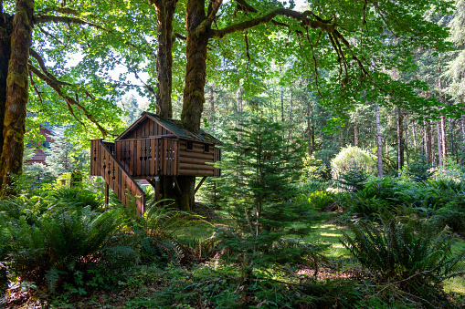 A wooden tree house nestled in a lush forest