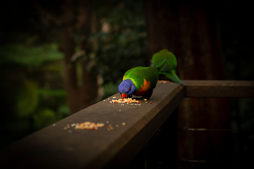 A vibrant Loriini parrot perched atop a rustic-style wooden fencepost, enjoying a snack of food
