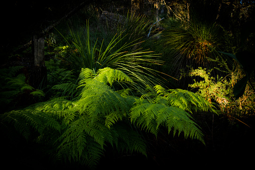 A vibrant green fern illuminated by a stream of natural sunlight