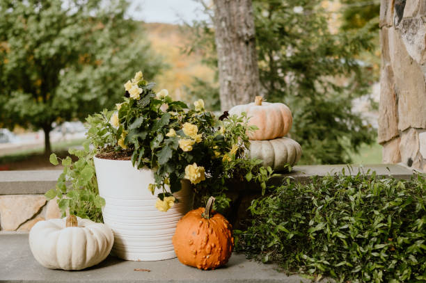 istock Outdoor planter with a plant and pumpkins on display 1906582510