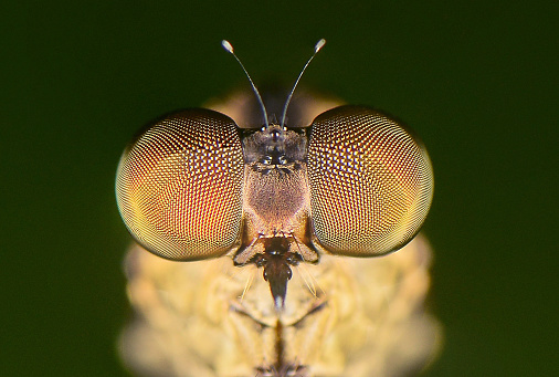 Extreme close-up of the head of a fly