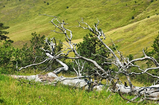 An aged tree resting amongst lush green hills on Zlatibor mountain, Serbia