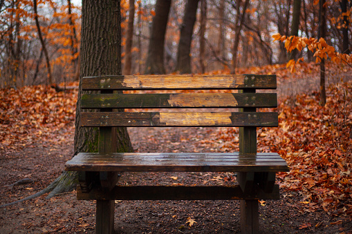 A wooden park bench in the middle of a blanket of fallen leaves, surrounded by tall trees