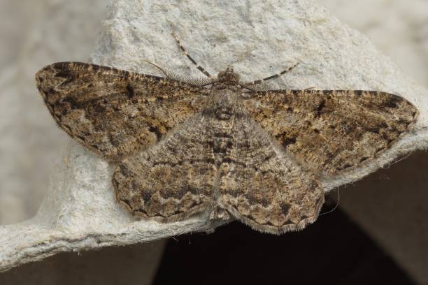 istock Closeup on a Willow Beauty geometer moth, Peribatodes rhomboidaria, with spread wings 1906590049