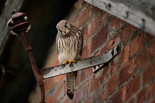 A common kestrel perched atop a metal fixture affixed to a brick wall, looking onward with its sharp gaze