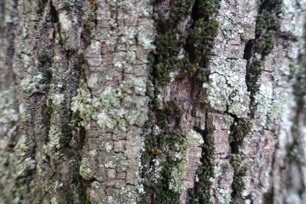 Moss and lichen on dry bark of Norway maple