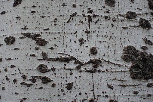 White and black bark of populus alba tree