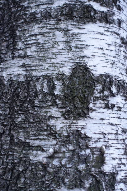 Betula pendula - Silver birch - Birch trunk detail and peeled bark