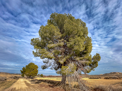 This captivating image showcases a robust pine tree, with its lush green needles and sturdy branches, standing proudly in a serene rural setting. The clear blue sky provides a striking backdrop, highlighting the tree's verdant hues and the rustic charm of the surrounding countryside.