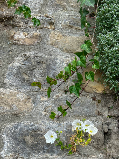 Resilient Beauty: Flowers Blooming on Ancient Stone Wall This image captures the striking contrast of delicate flowers blooming against the rugged backdrop of an ancient stone wall. stonewall creek stock pictures, royalty-free photos & images