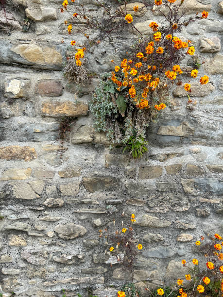 Resilient Beauty: Flowers Blooming on Ancient Stone Wall This image captures the striking contrast of delicate flowers blooming against the rugged backdrop of an ancient stone wall. stonewall creek stock pictures, royalty-free photos & images