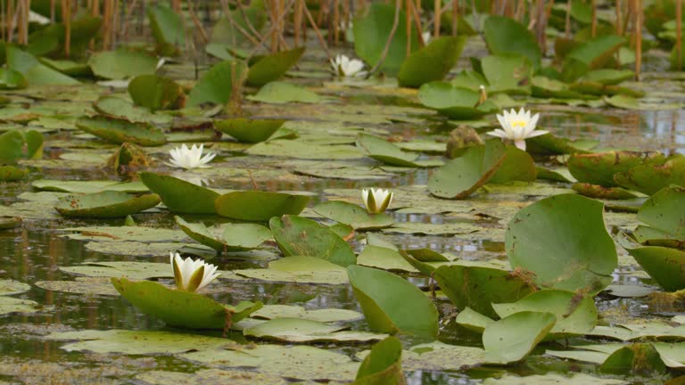 Natural lake full of white water lilies