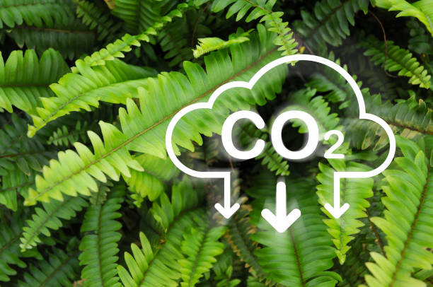 istock CO2 reduction icon on green fern leaves. CO2 reduction concept for environment, global warming, sustainable development and renewable energy green business. 1906606608