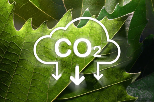 istock CO2 reduction icon on green leaves. CO2 reduction concept for environment, global warming, sustainable development and renewable energy green business. 1906606621