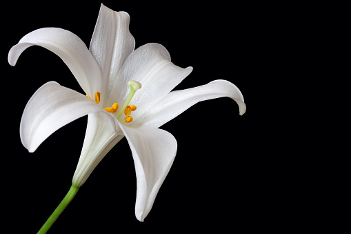 Easter Lily (Lilium longiflorumon) close up on a black background with copy space.