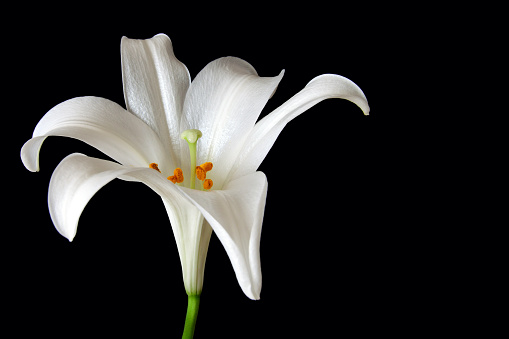 White lily flowers and buds with green leaves on white background isolated close up, lilies bunch, elegant bouquet, lillies floral pattern, romantic holiday greeting card, wedding invitation design