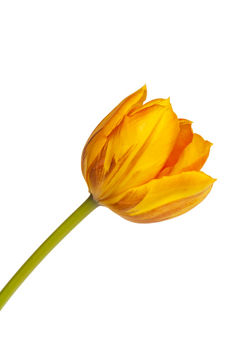 Yellow tulip flower close up on a plain white background with copy space.