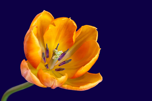 Yellow tulip flower close up on a plain background with copy space.