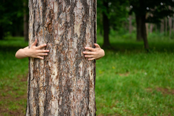 istock Tree hugging. Close-up of child's hands hugging tree. 1906619207
