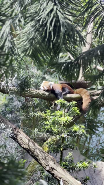 Red panda (ailurus fulgens) sleeping on a tree branch in the woods on a sunny day