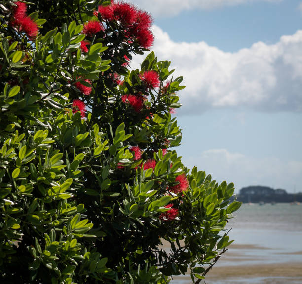pōhutukawa-baum blüten und blätter - leuchtend rot im neuseeländischen aotearoa-sommer - pohutukawa tree christmas new zealand beach stock-fotos und bilder