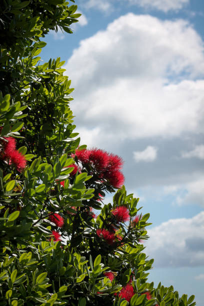 pōhutukawa-baum blüten und blätter - leuchtend rot im neuseeländischen aotearoa-sommer - pohutukawa tree christmas new zealand beach stock-fotos und bilder