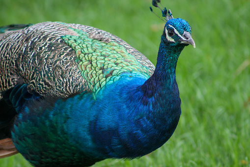 A close-up of a colourful peacock at Ambury Farm Park in Auckland.