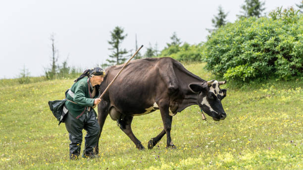 Rize, Turkiye - 11 July 2017: A senior woman dressed in traditional clothes walks with her cow in lush Black Sea Karadeniz region mountains