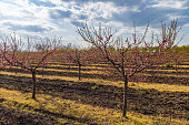 Blooming peach orchard near Valtice, Southern Morava, Czech Republic