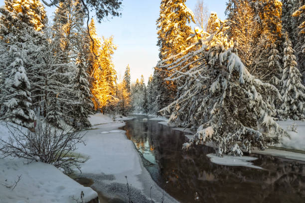 istock Winter landscape in the forest 1906655181