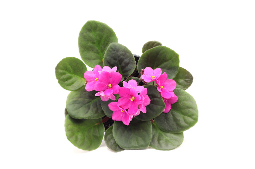 Pink african violet (Streptocarpus ionanthus) Blooms Elegance in a flower pot with white background. table top view