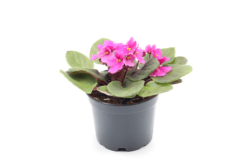 Pink african violet (Streptocarpus ionanthus) Blooms Elegance in a flower pot with white background.